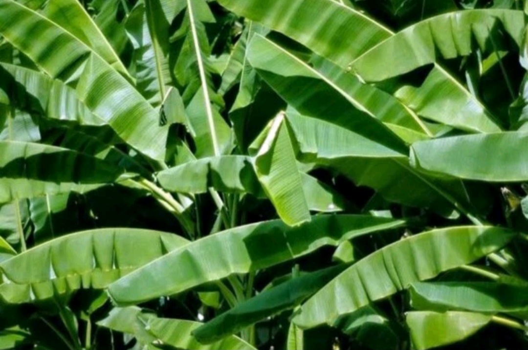 Lá chuối khô 1 ký ( loại thường )