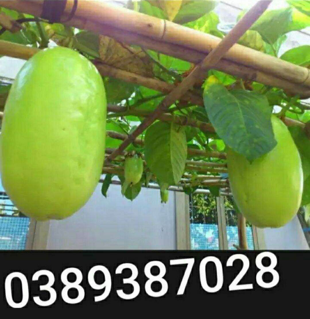 Hạt giống dưa Tây, 17 hạt