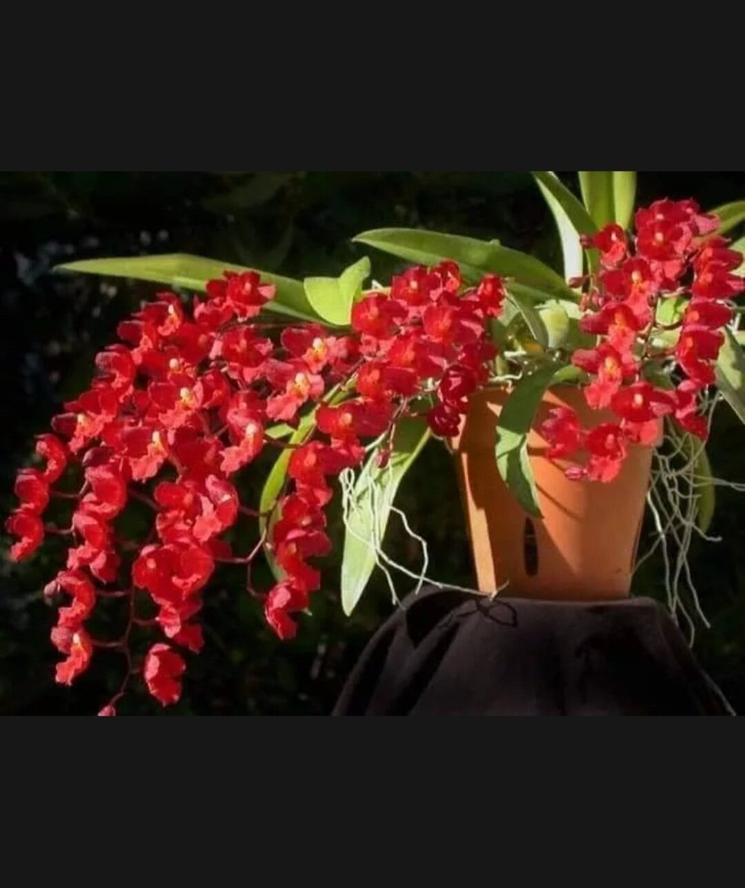 Hoa lan vũ nữ lava đỏ trưởng thành đang nhú vòi hoa