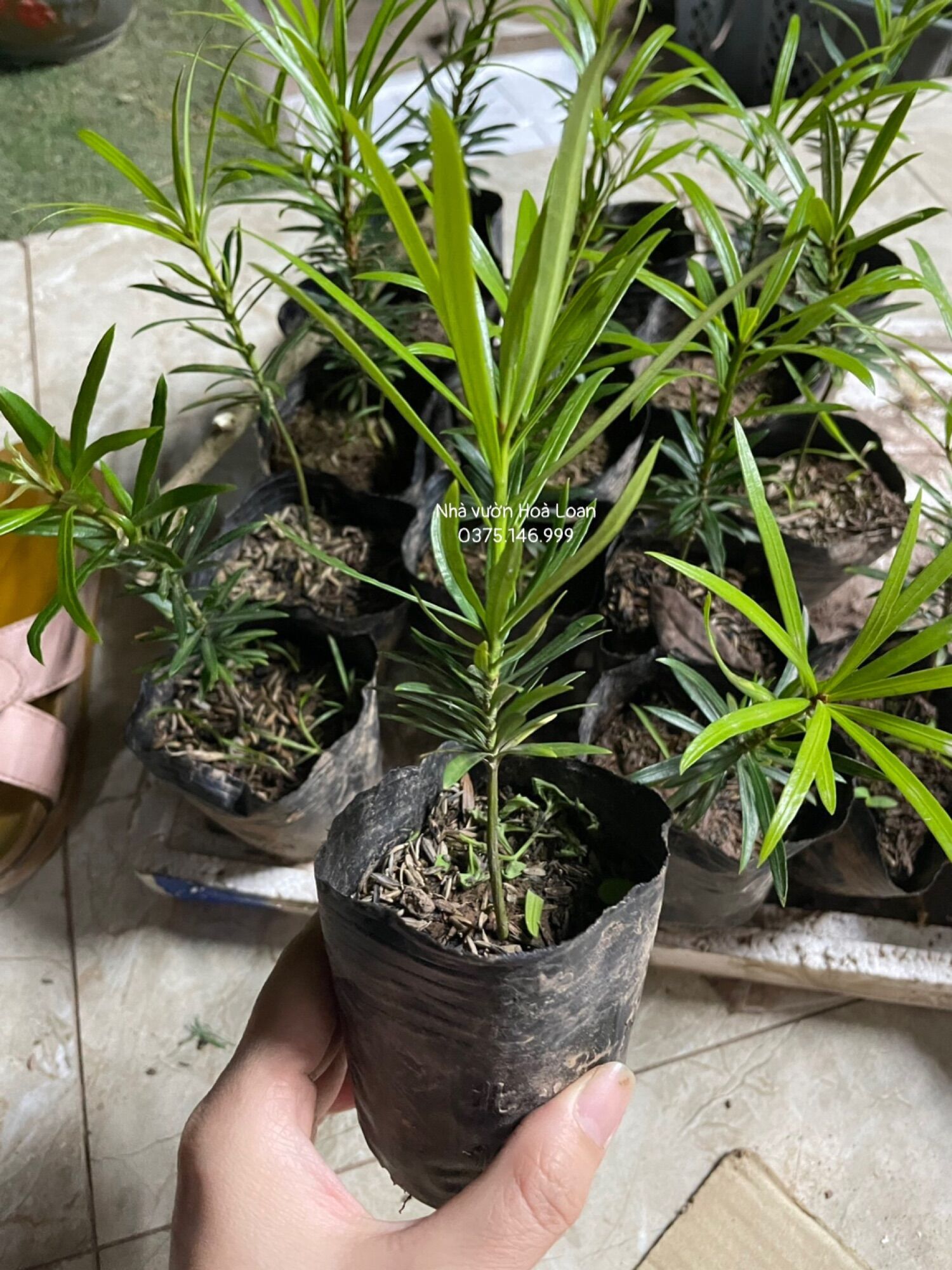 (Siêu SALE) combo 10 cây TÙNG LA HÁN GIỐNG thuần bịch ổn định, mua 10 tặng 1, 100 tặng 10