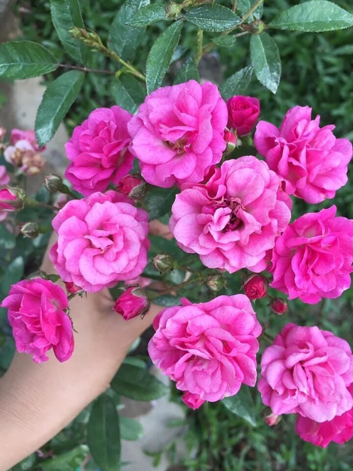 Hoa hồng ngoại tree mini Otto line rose