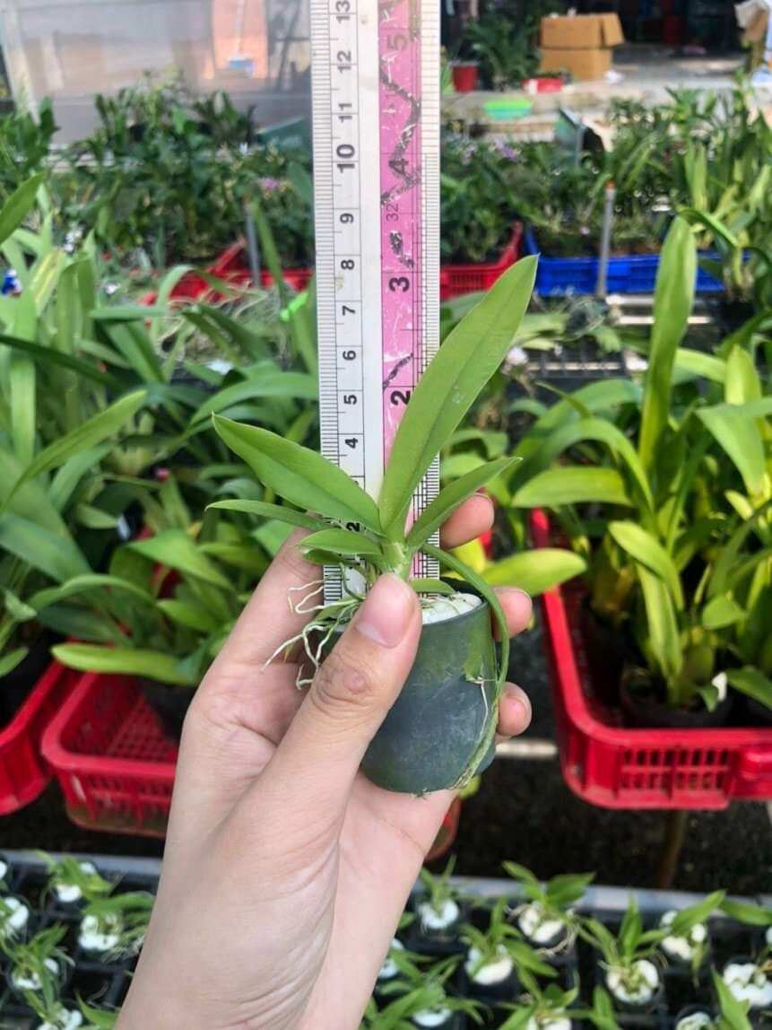 Vũ nữ Lava đỏ giống
