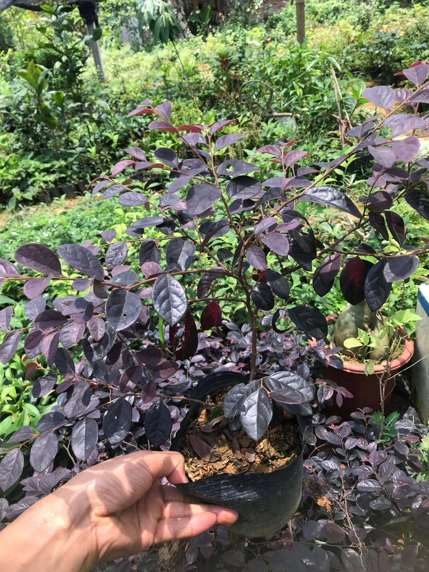 Cây hồng phụng nhỏ