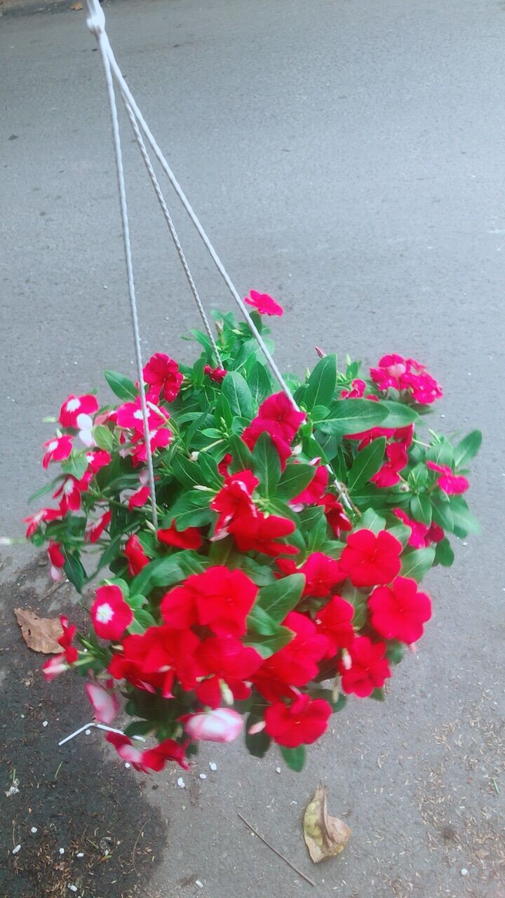 Chậu hoa dừa cạn treo