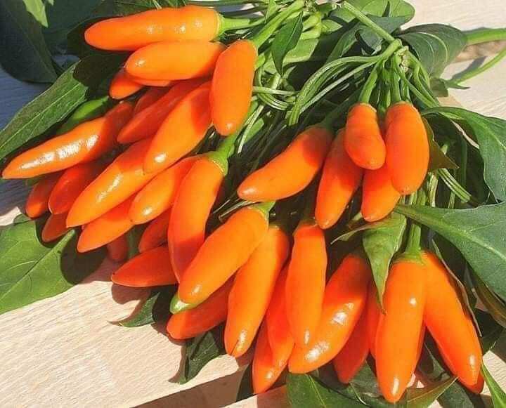 Hạt Ớt  chùm chili cam Thái  5 Hạt cay