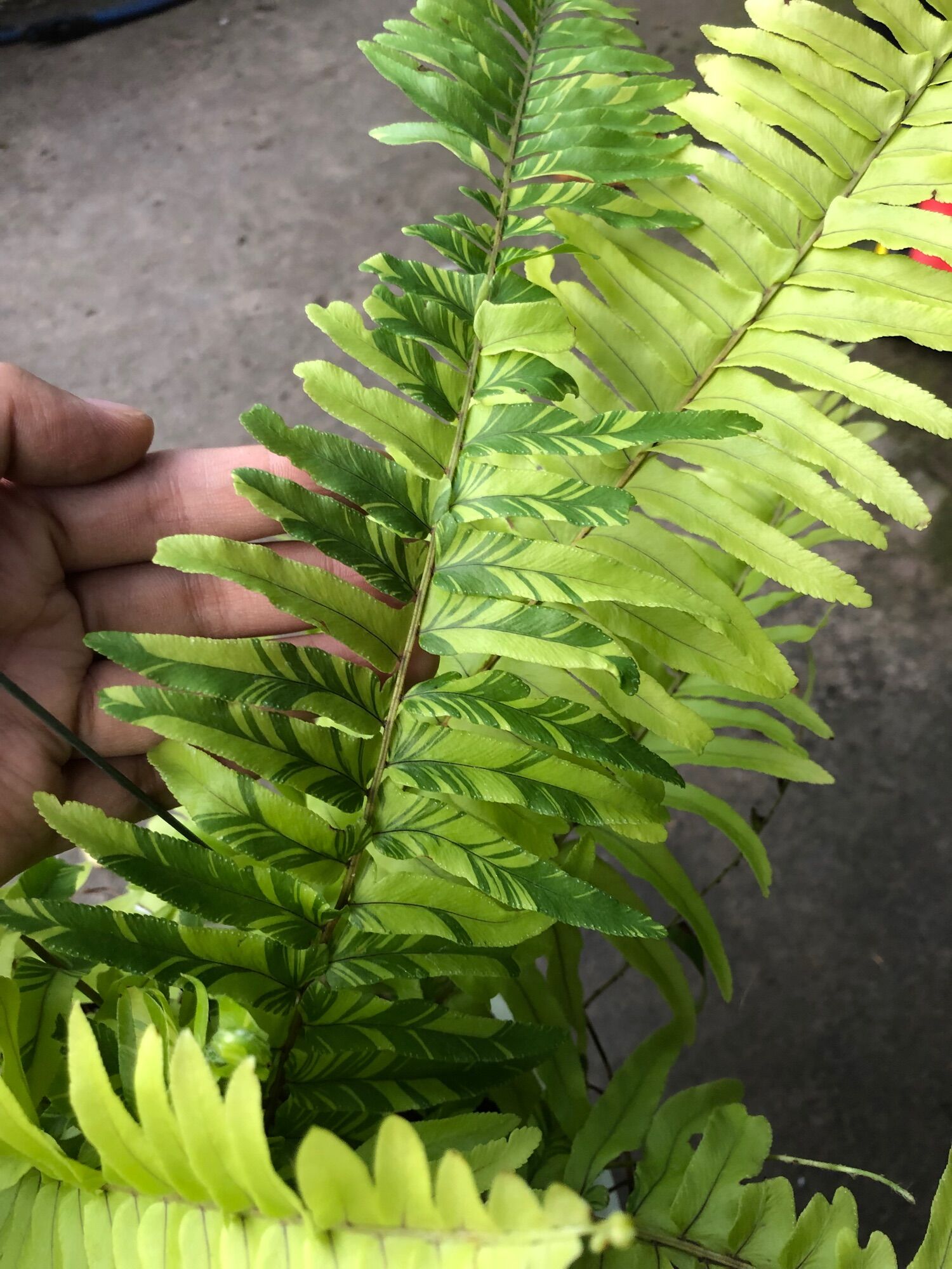Dương xỉ var/dương xỉ đột biến/dương xỉ cẩm thạch(ảnh chụp thật)