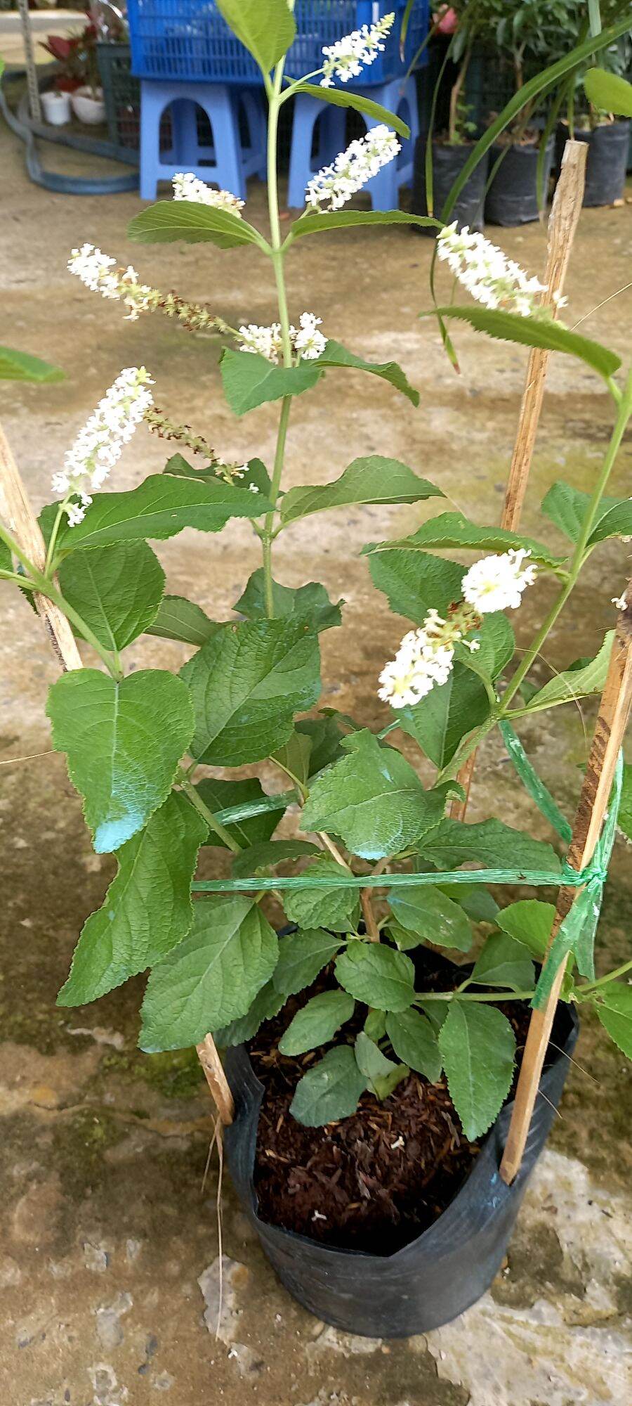 Cây Bạch Tràm hương, hoa thơm bát ngát