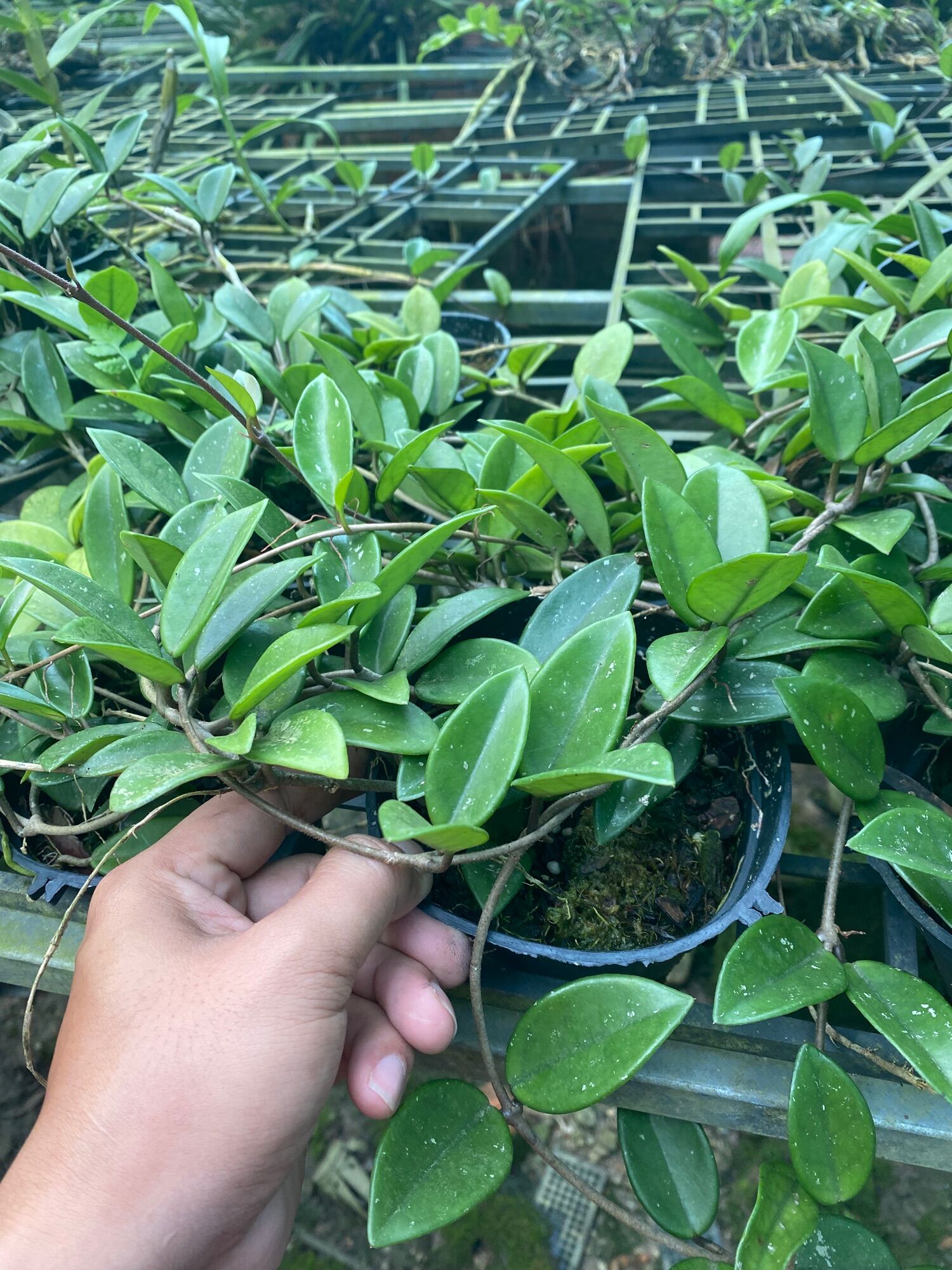Lan cẩm cù chậu lớn trên 2m