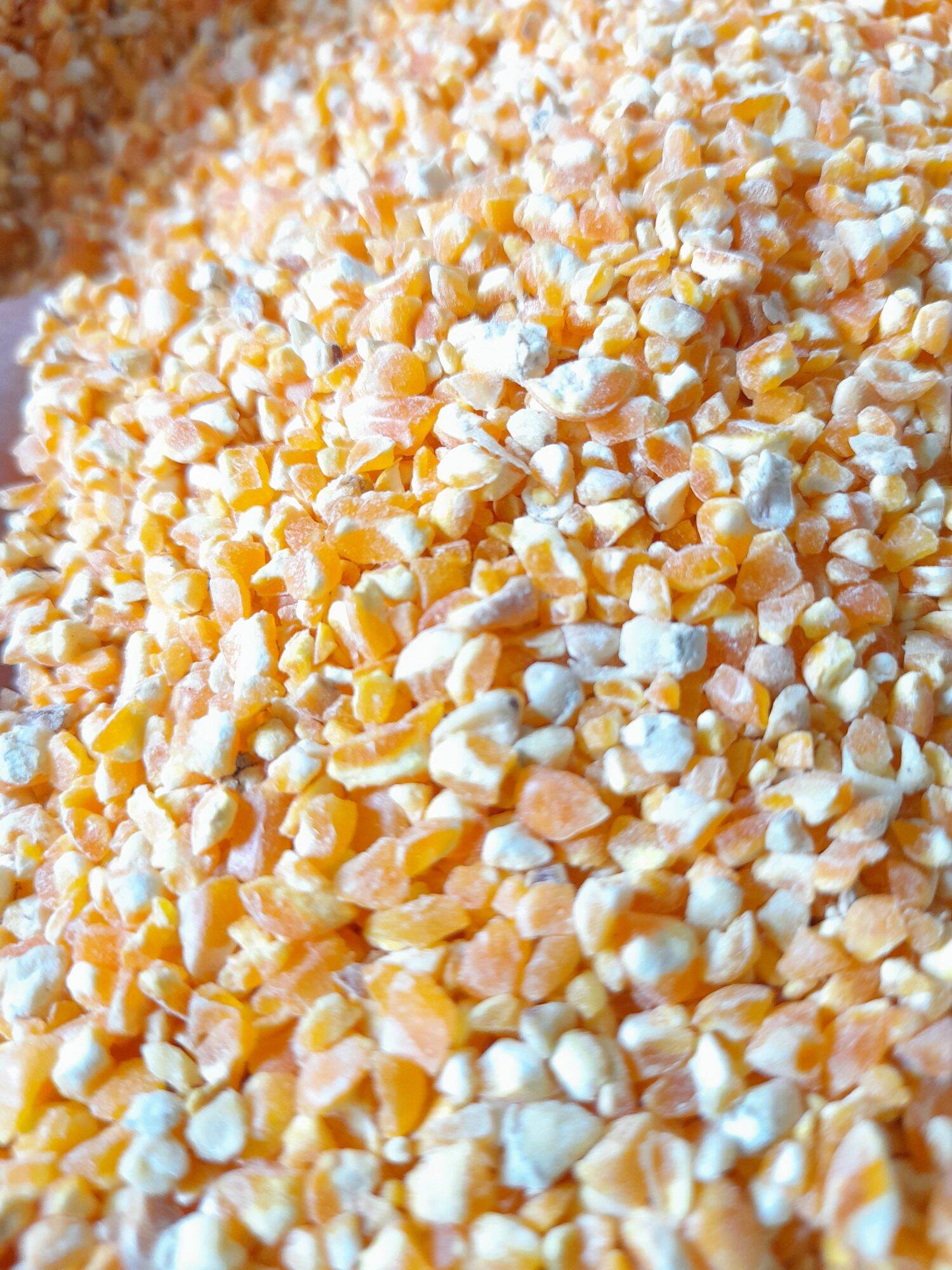 Bắp bể cho chim gà hamster 1kg
