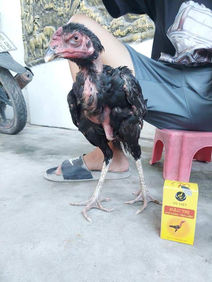 Khô chân teo lườn ưu việt gà chọi gà đá