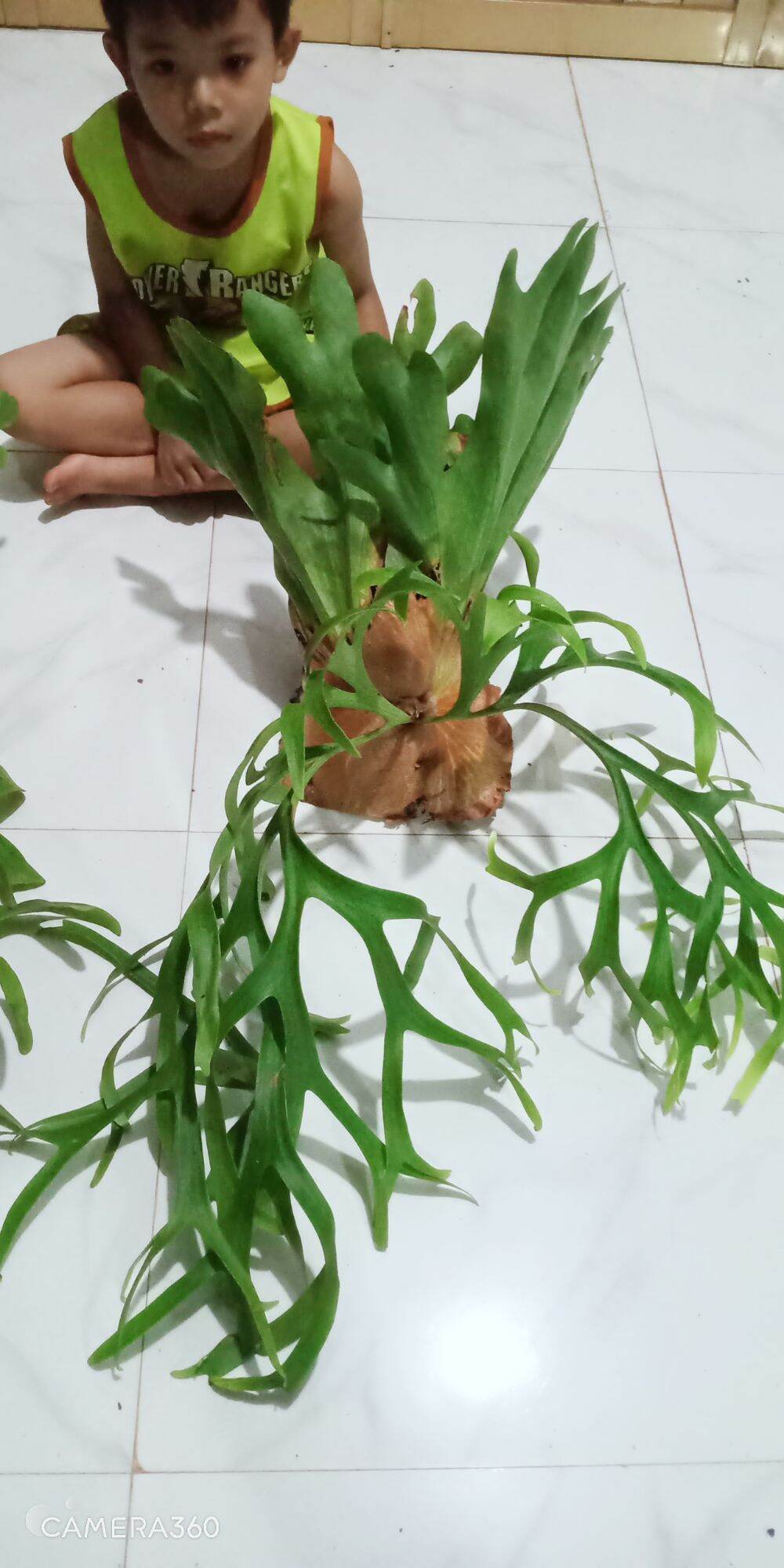 CÂY Ổ RỒNG