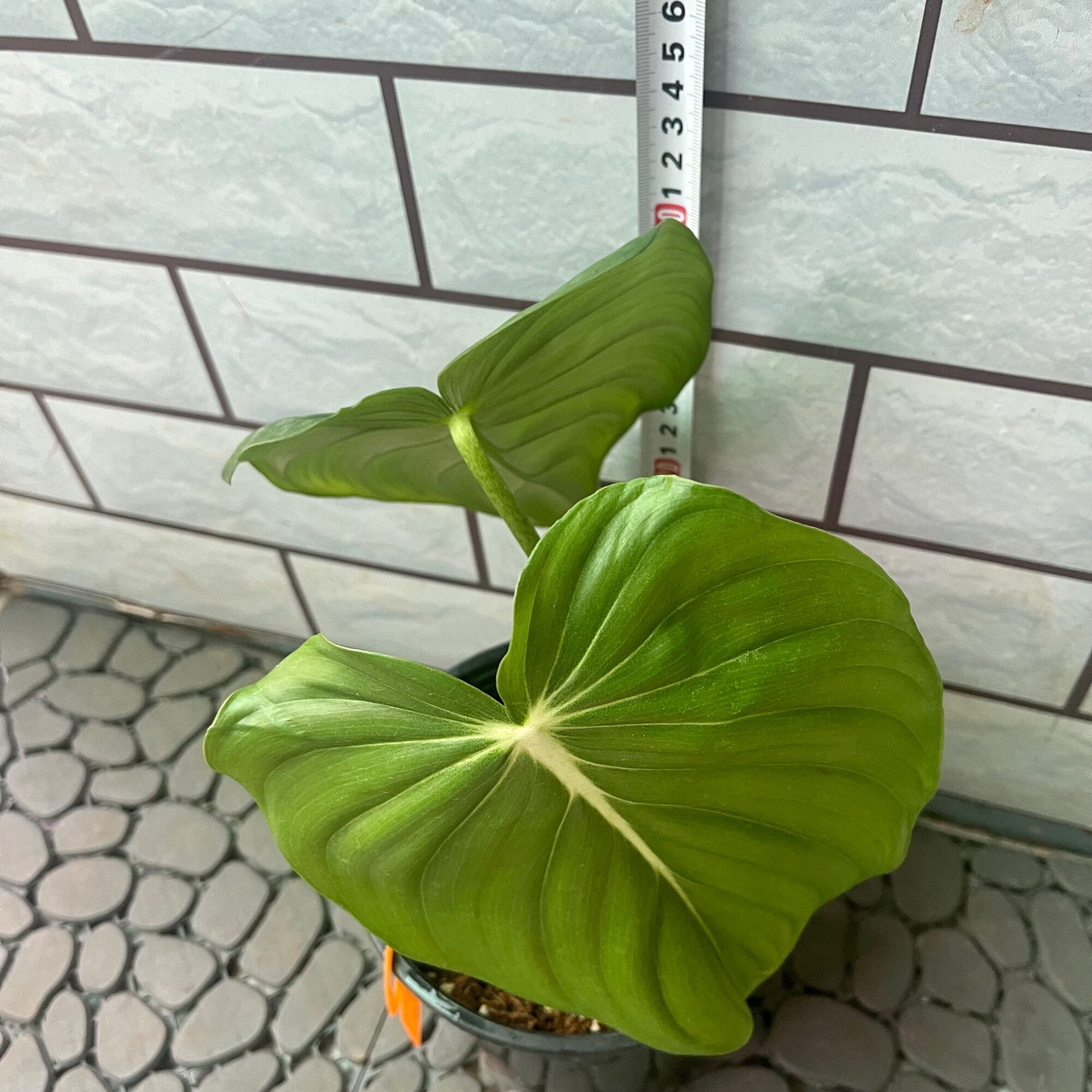 Cây trầu bà Philodendron McDowell