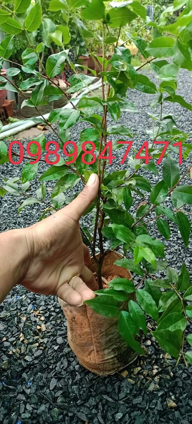 Nho thân gỗ tứ quý lá lớn combo 2cây