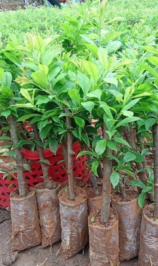 Cây giống Mận Hậu