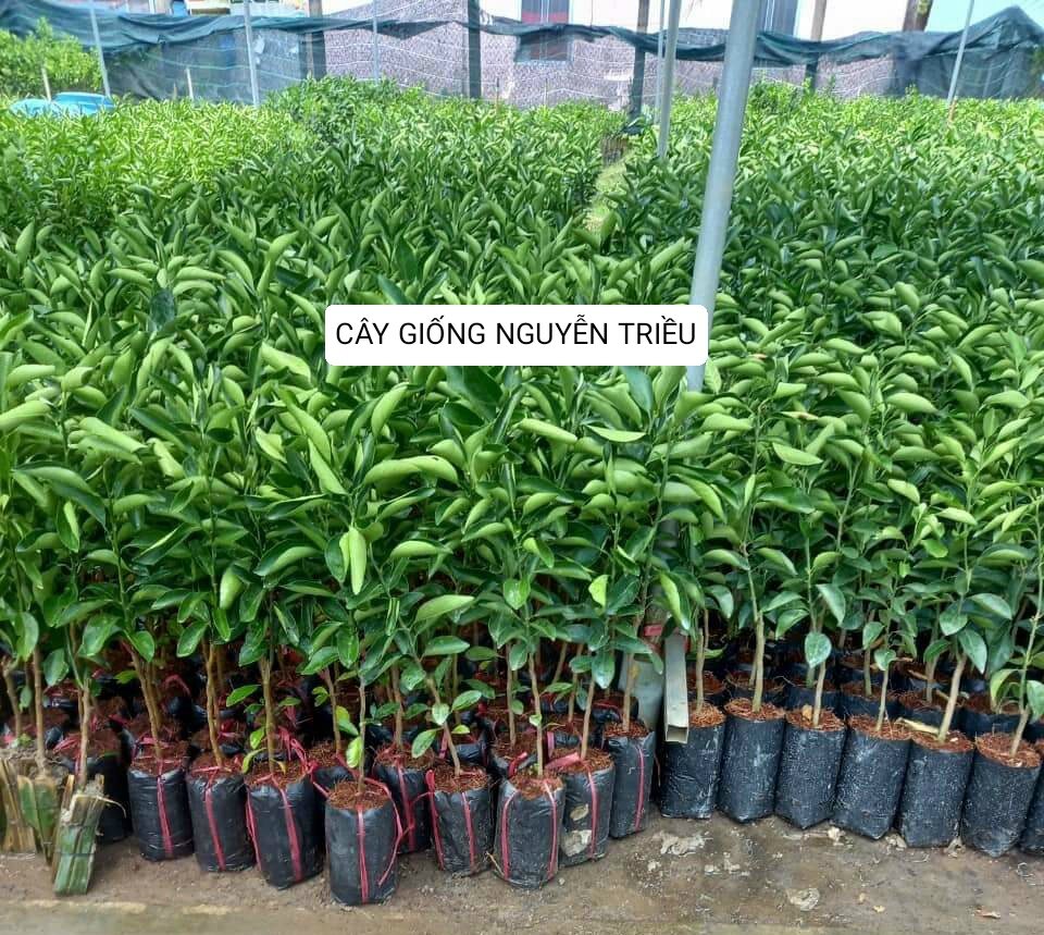 Cây giống cam sành