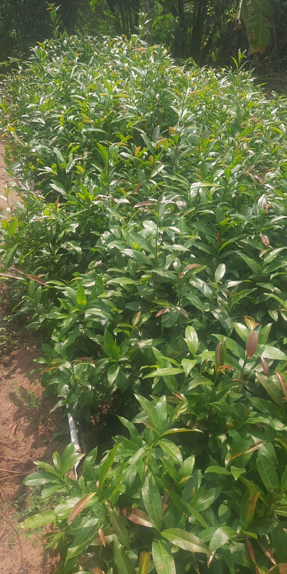 10 cây mai cao 100cm đến 120cm