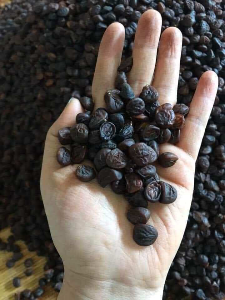100GR HẠT DỔI NẾP HÒA BÌNH