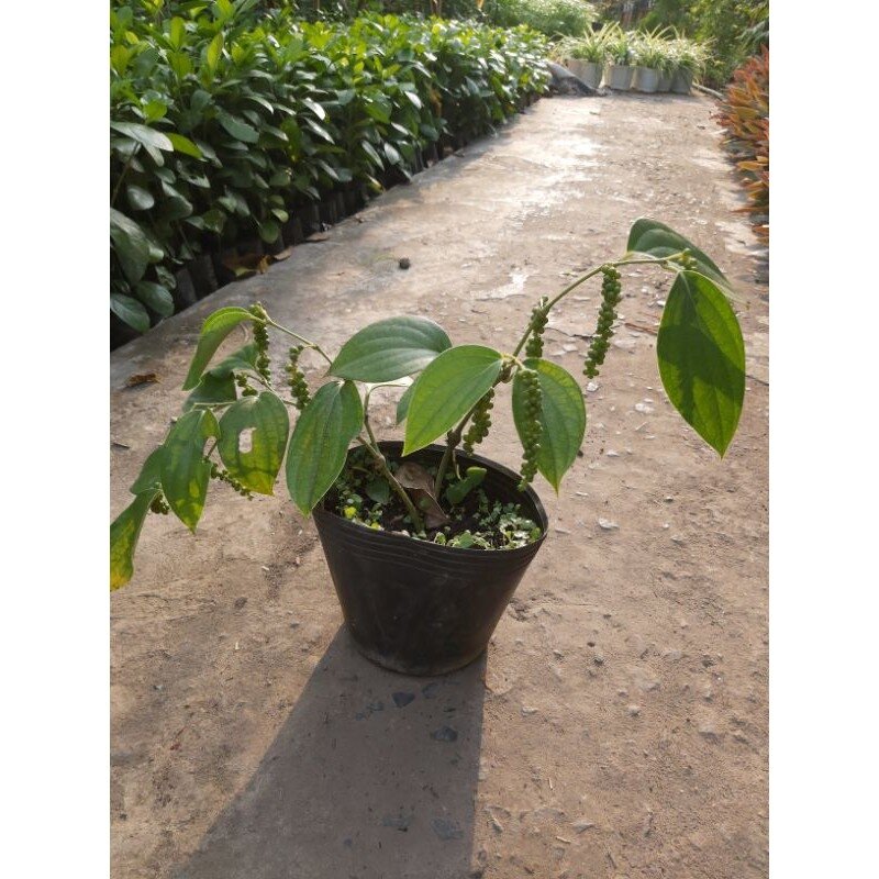 Cây hồ tiêu đang trái