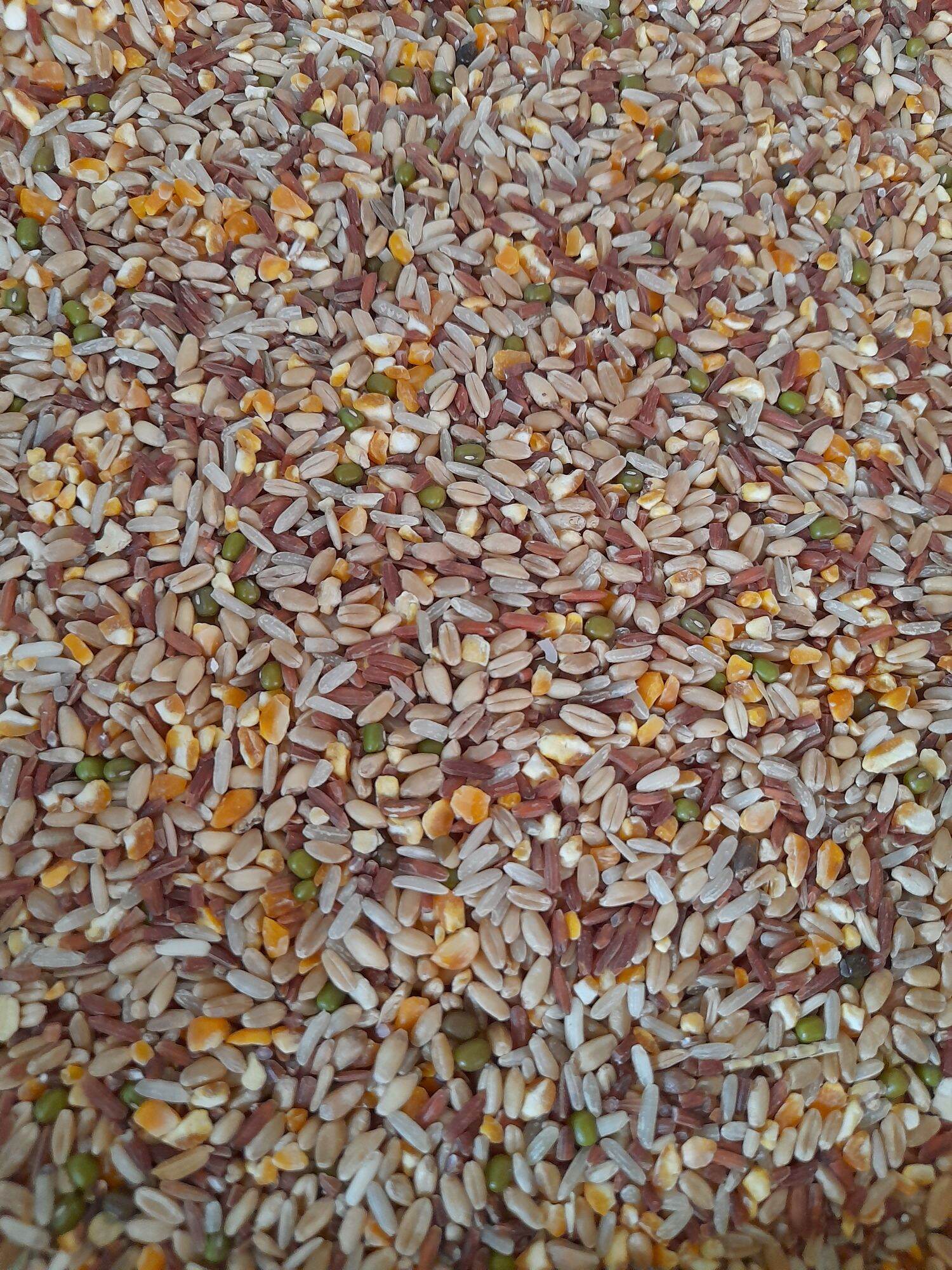 Ngũ cốc dinh dưỡng cho gà đá