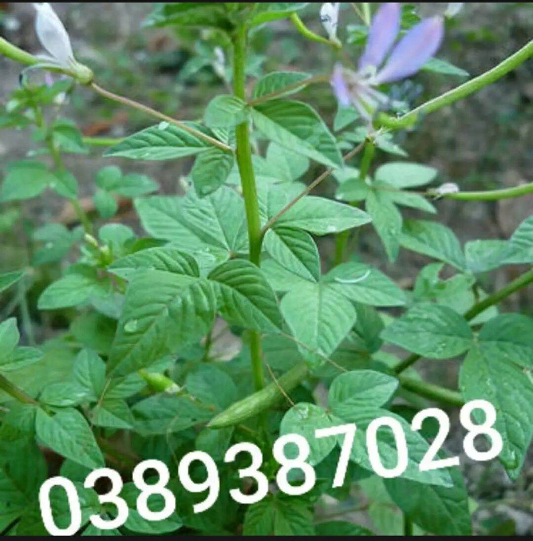 Cây mần ri,1kg