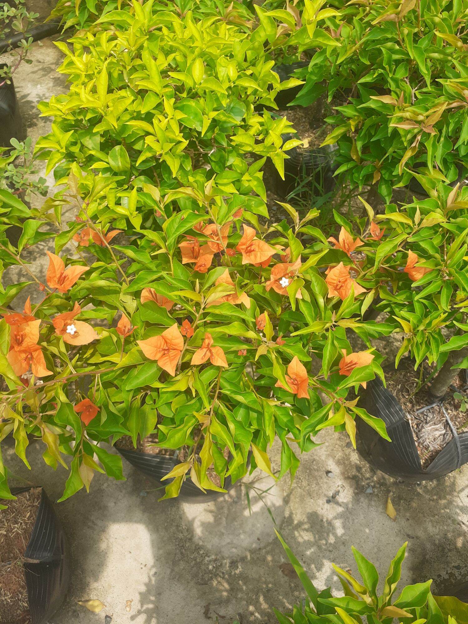 Cây hoa giấy cam lửa