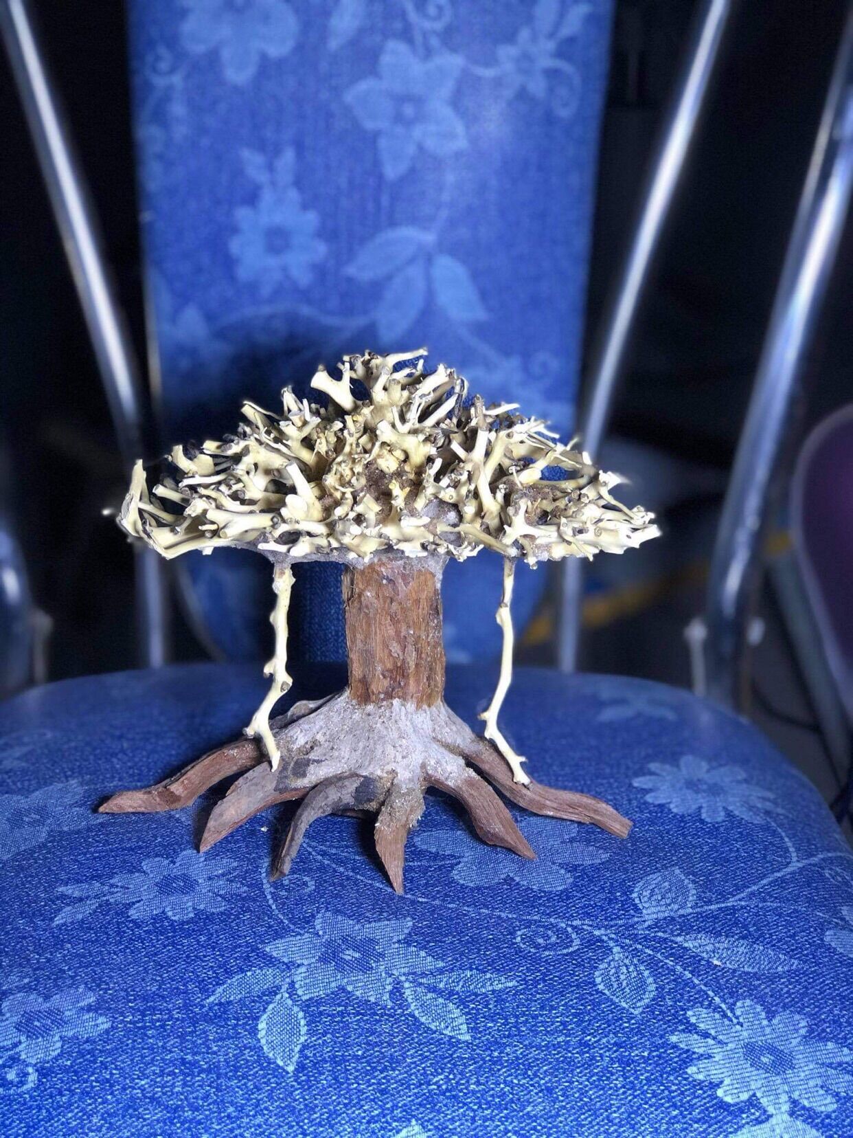 Lủa bonsai mini trang trí hồ thuỷ sinh cá cảnh