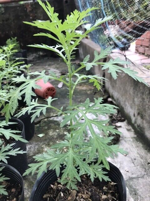 Cây ngãi cứu bầu vô bọc đen 2 cây