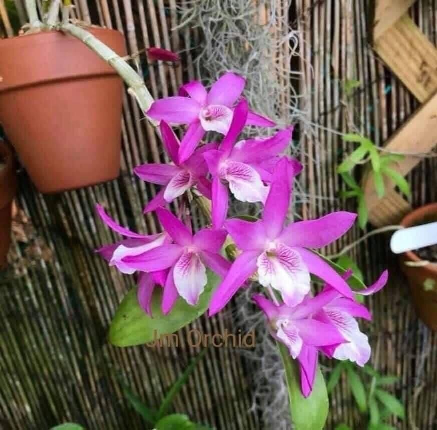 Hoa Lan hoàng thảo lụa(1 khóm)