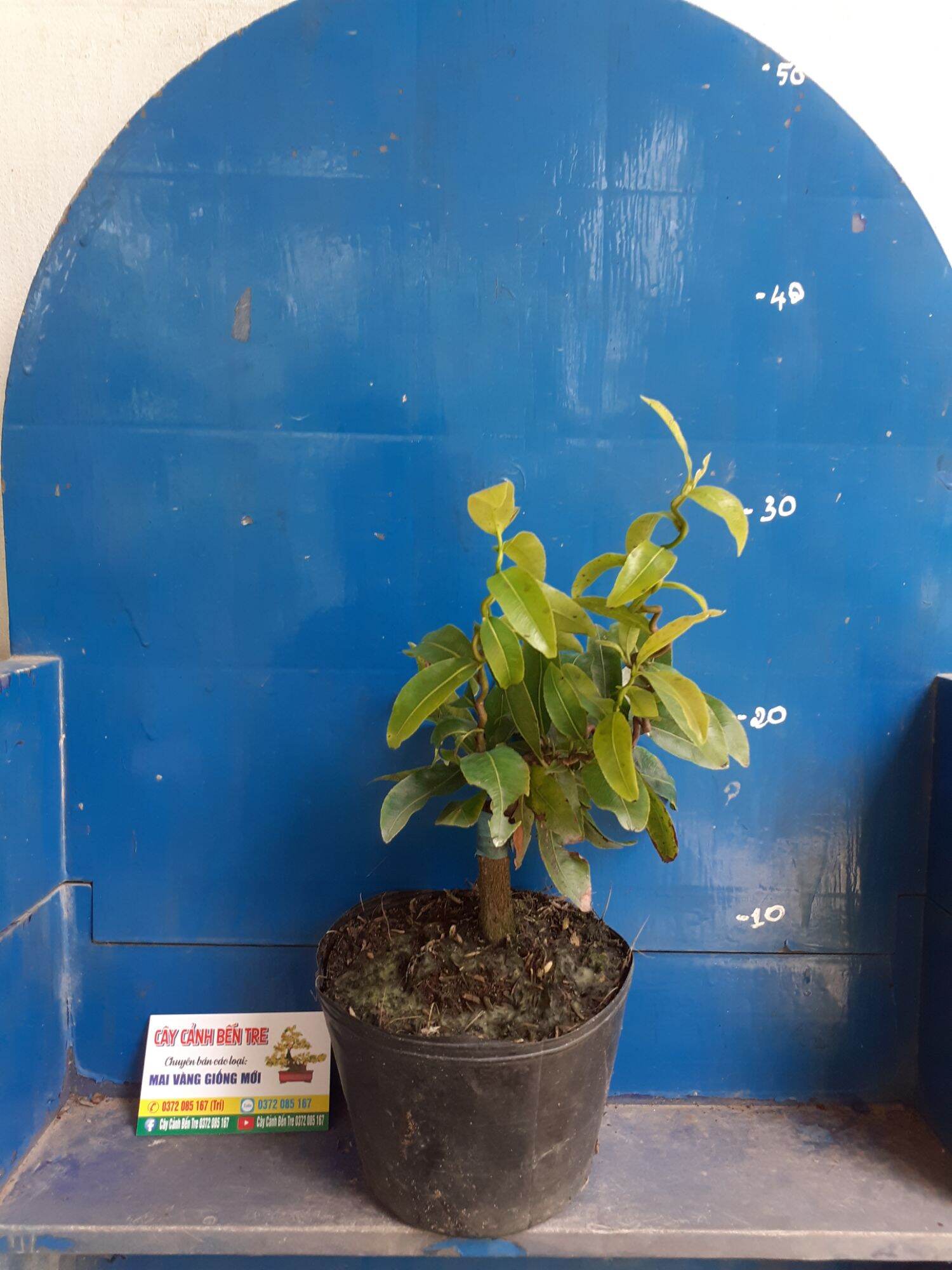 2 Cây Mai Quắn