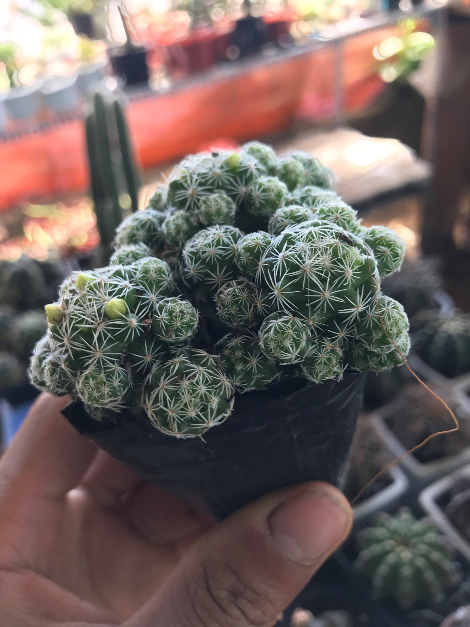 Cây xương rồng  Trứng chim