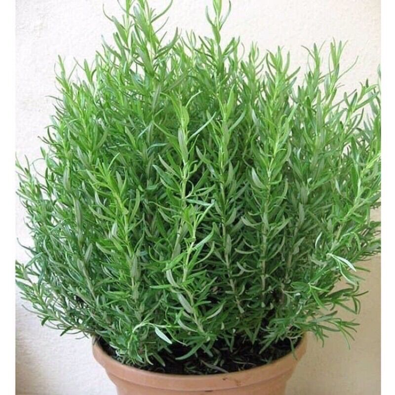 Hạt giống cây hương thảo - rosemary