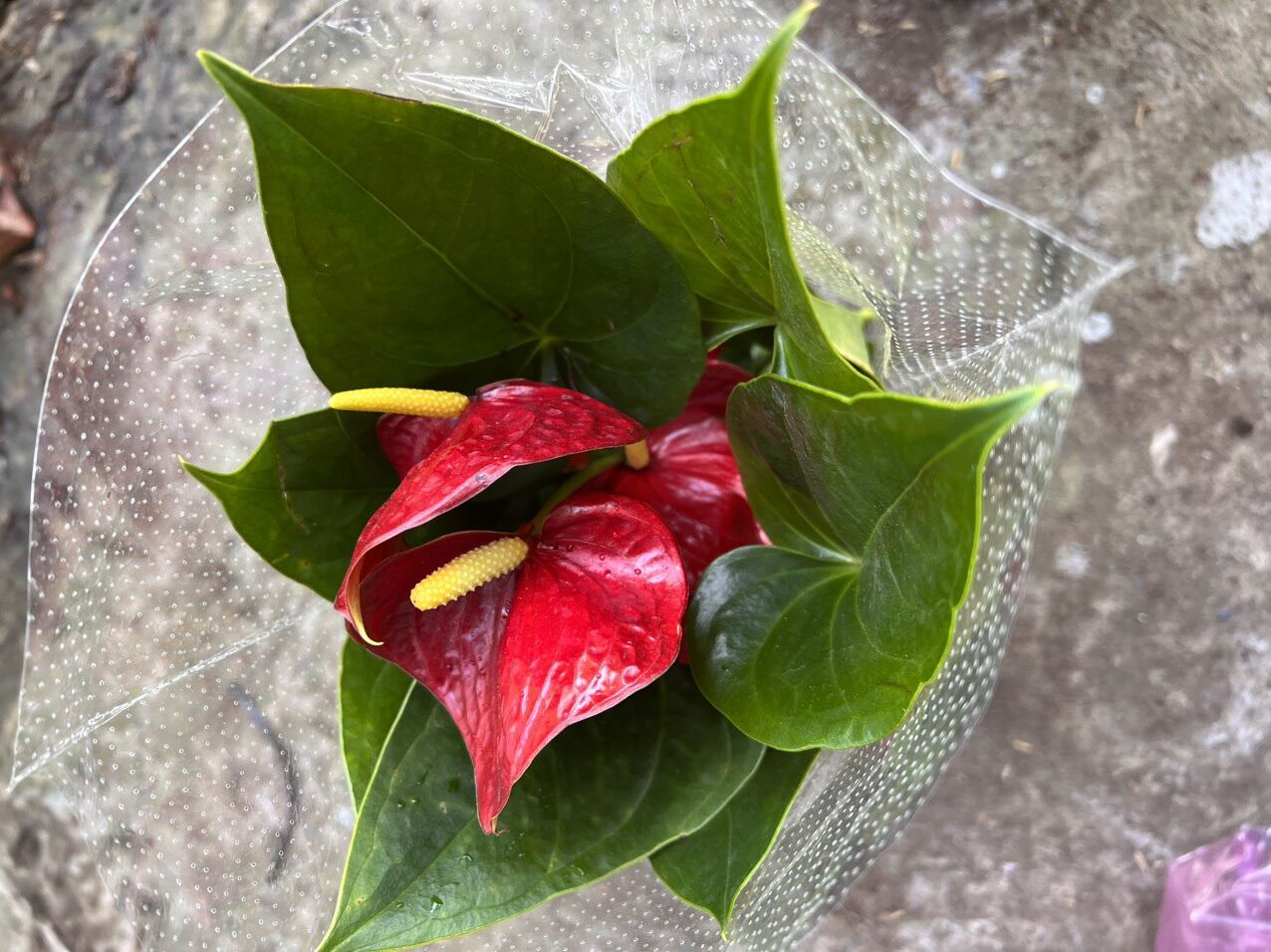 Cây hồng môn ( hình cây thật