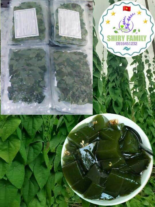 Lá sương sâm lông khô 1 kg + túi lọc Sâm kèm bột nang mực