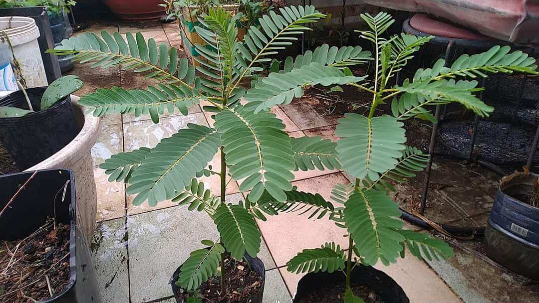 Cây so đũa tứ quý lùn thái lan - cây giống