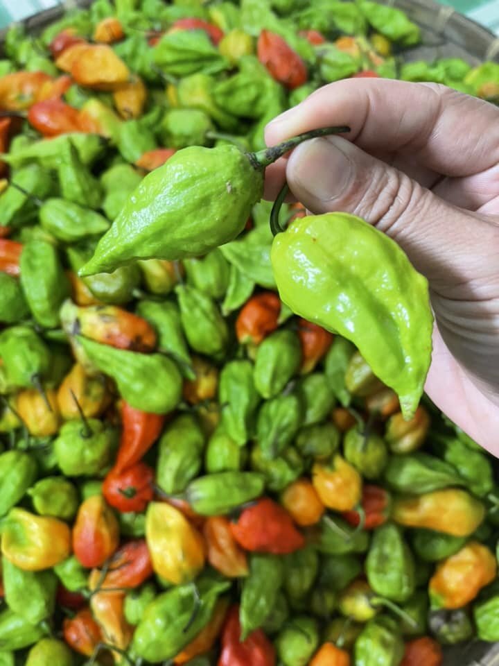 Hạt Giống Ớt Trung Đoàn F1 (Siêu Cay)