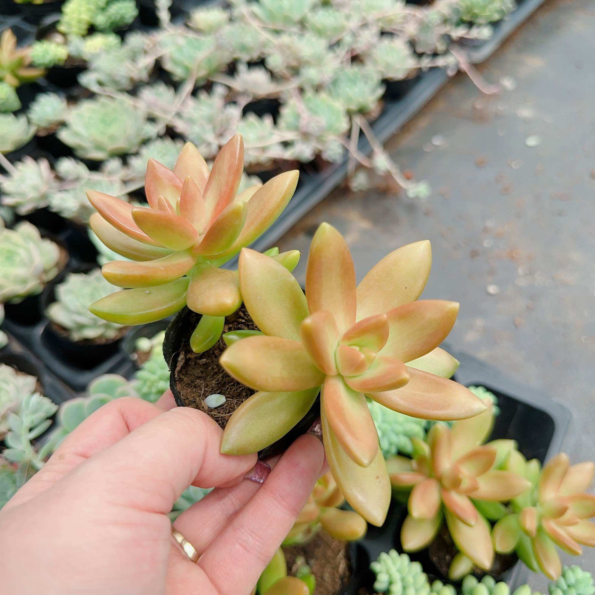 Sen đá đá cam size bầu 3-5cm