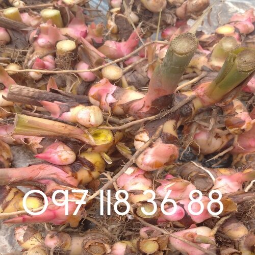 1kg củ riềng đỏ ruột vàng giống thơm ngon hết ý.