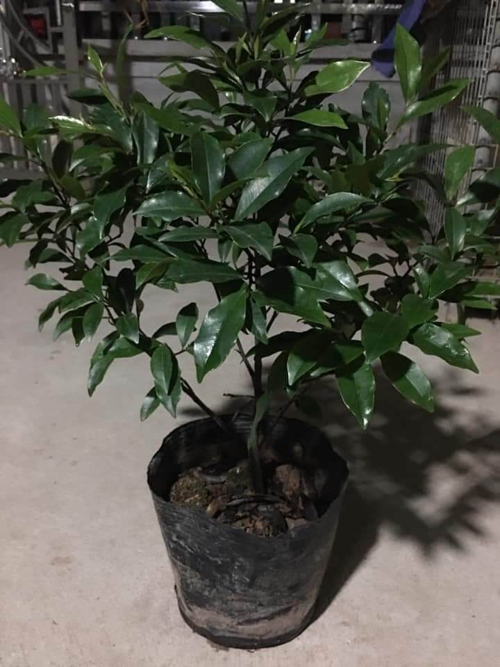 CÂY HOA LAN TIÊU cao trên 70cm