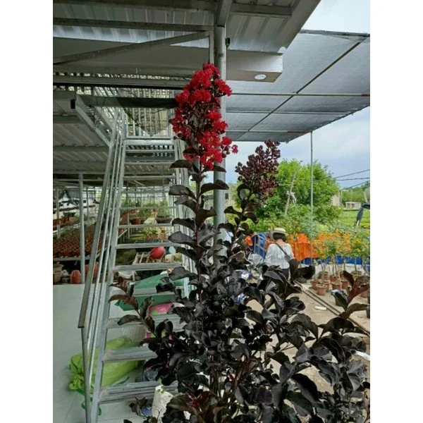 cây hoa tường vy huyết long