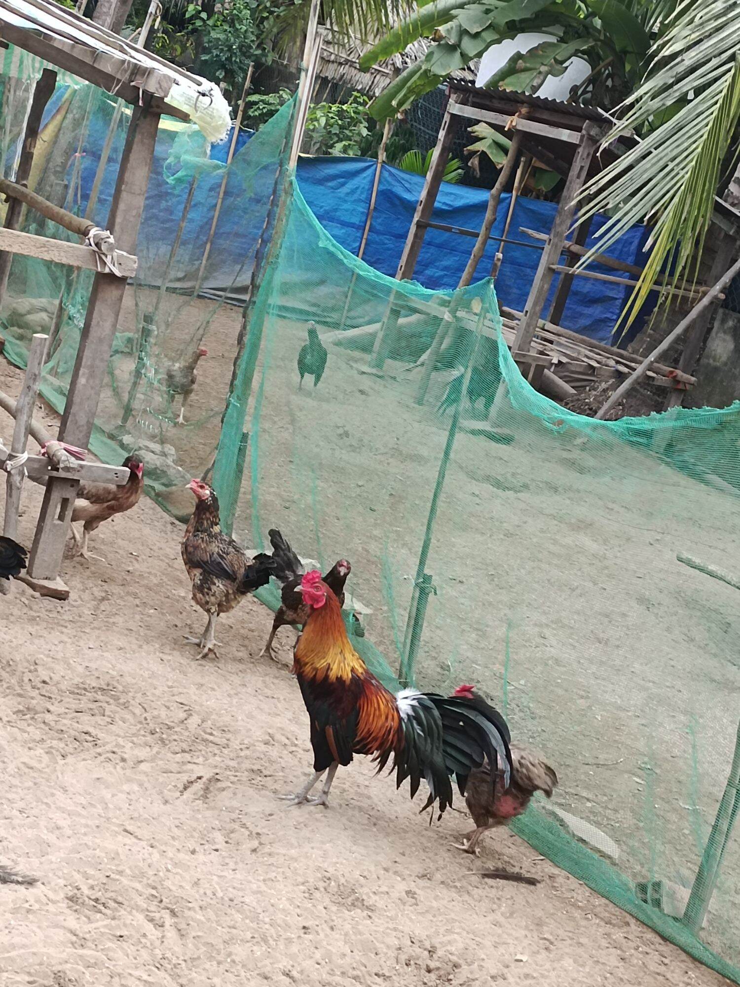 10 TRỨNG GÀ NÒI Mt ẤP NỞ. BAO ẤP NỞ