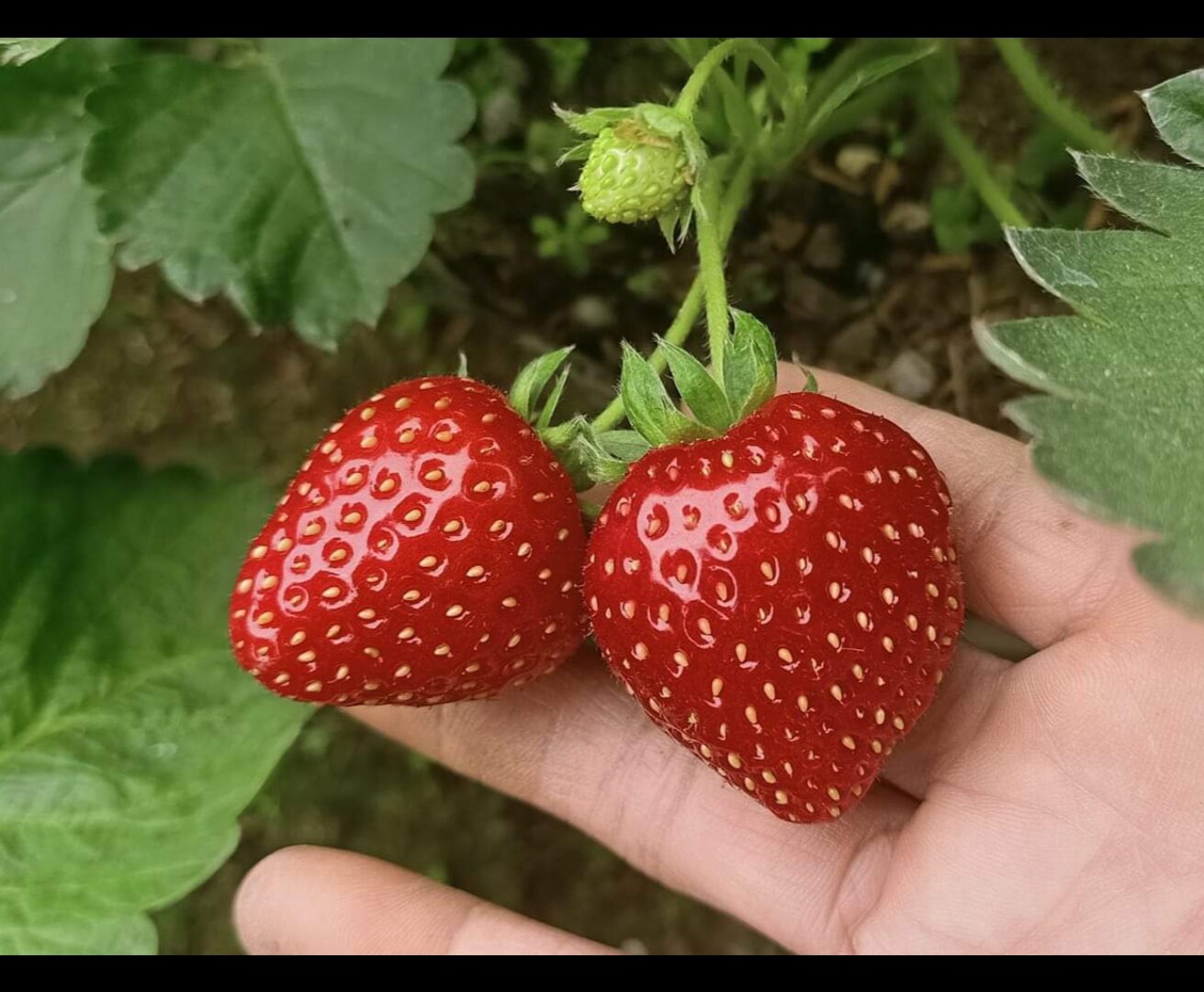 Combo 11 cây giống mô vỉ - 06 cây mô ly dâu Nhật HANA  quả to siêu ngọt ( chuẩn giống)