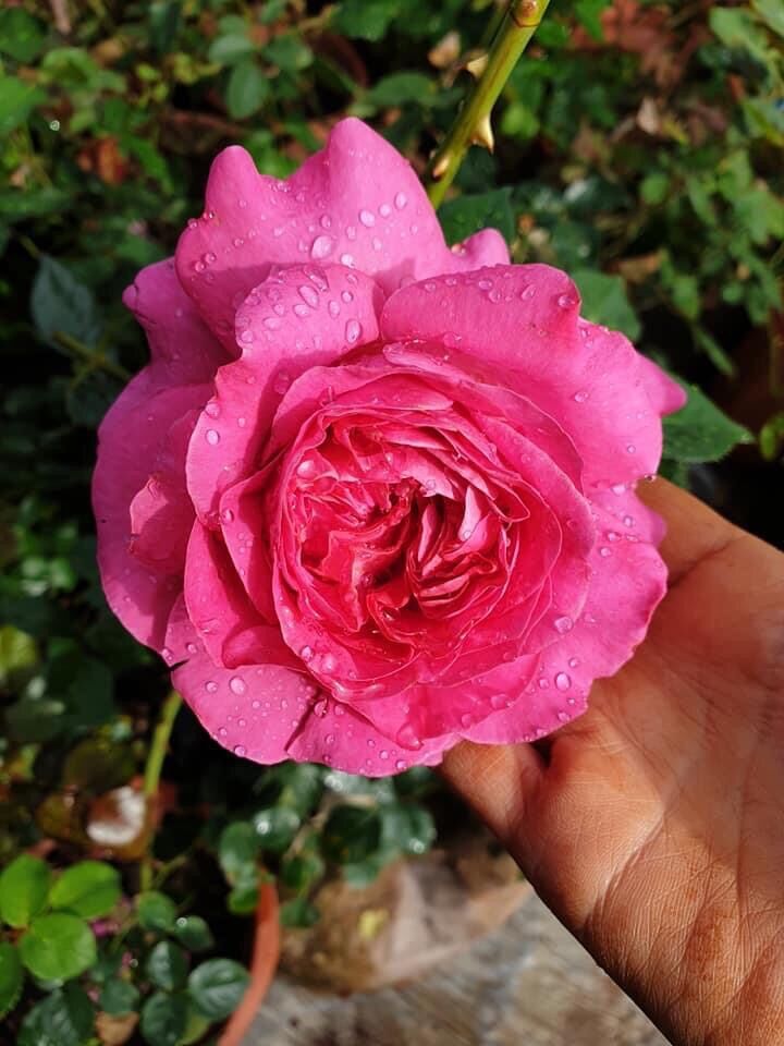 Cây hoa hồng ngoại Lafont