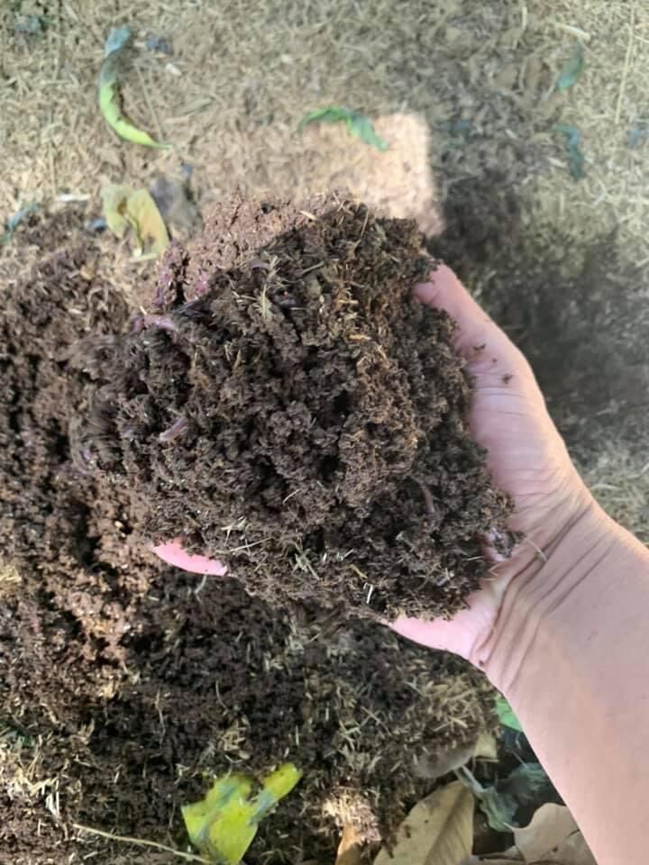 Dịch Trùn Quế ( can 5 lít, Free ship)