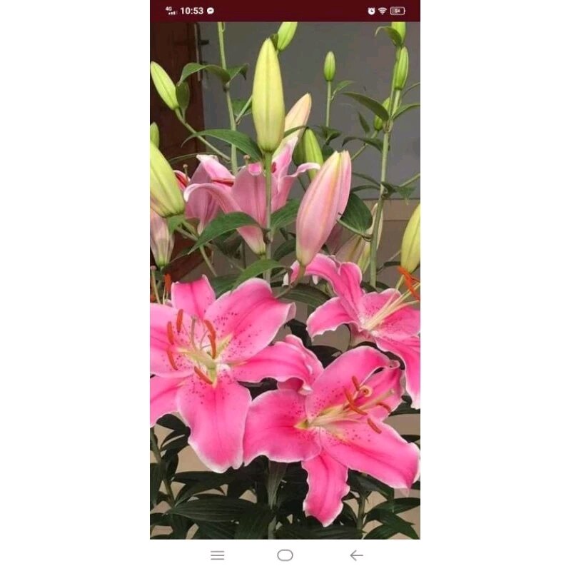 COMBO 30 CỦ HOA LY CAO HOA THƠM NHIỀU MÀU