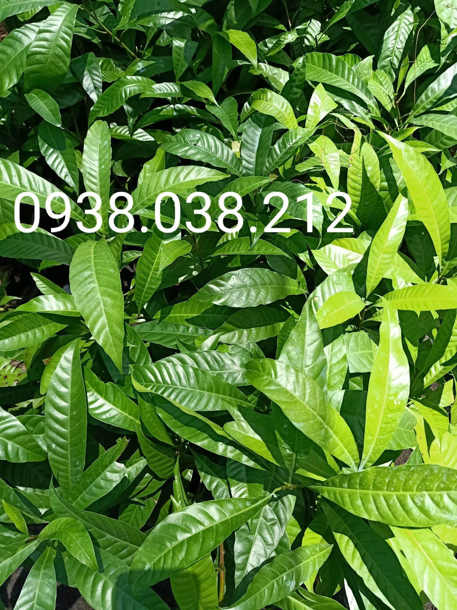 CÂY GIỐNG LÊKIMA ( CÂY TRỨNG GÀ )