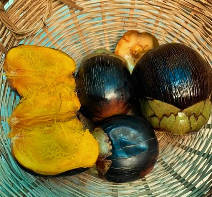 Trái thốt nốt chín - Nguyên liệu làm bánh bò thốt nốt