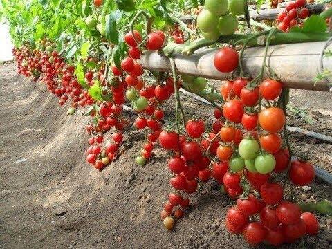 HẠT CÀ CHUA CHERRY gói 0,1 gram