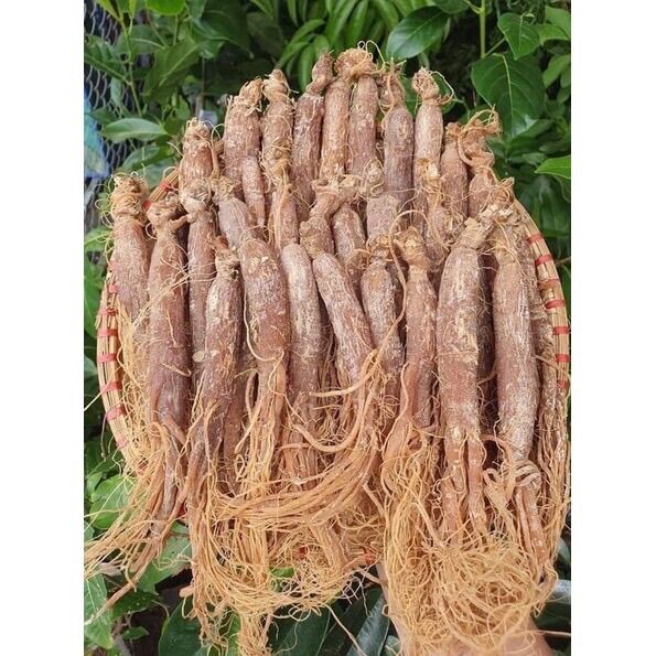 50g nhân sâm hồng sâm sấy dẻo Hàn Quốc