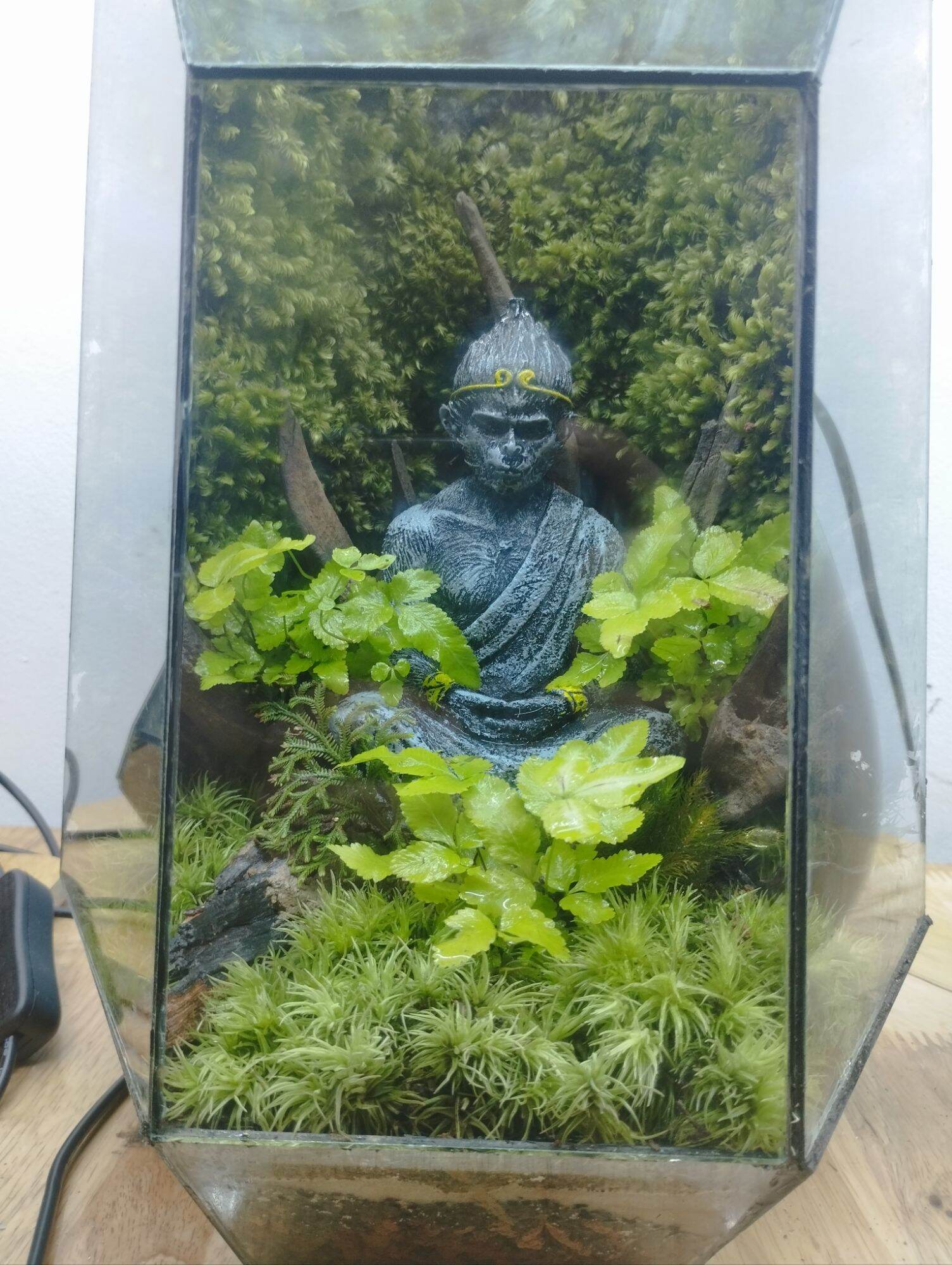 Rêu weeping sỉ inb