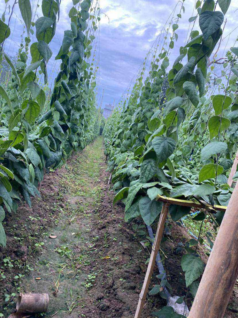 Lá sương sâm lông củ hữu cơ (100gr)